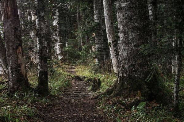 Chemin tranquille en nature, lumière douce